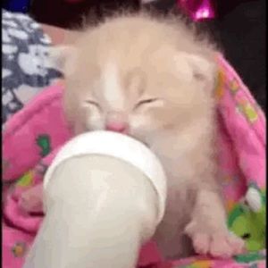 Meet your Posher, Jayden